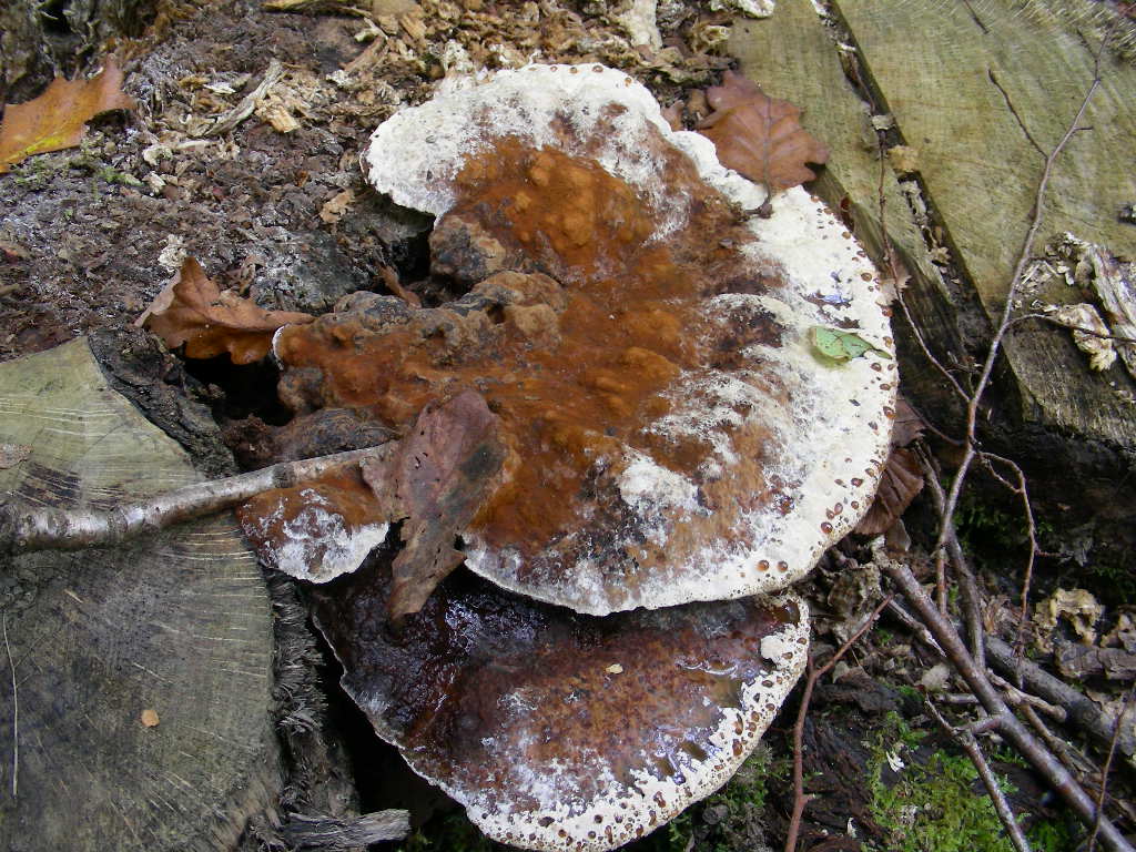 Inonotus dryadeus ...